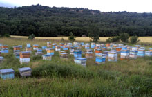 Bal �retimi ve Sat���